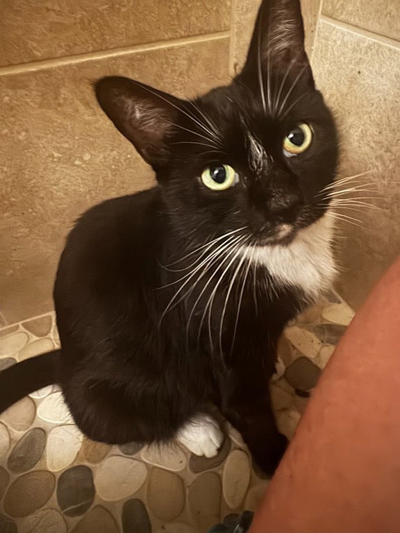 Nyxie Image