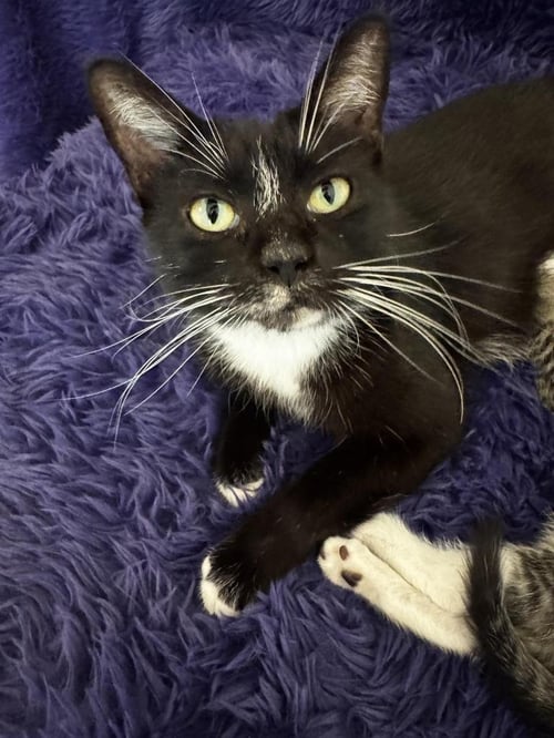 NYXIE - Domestic Short Hair available for adoption