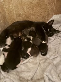 Nyxie - Photo 3