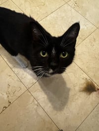 Nyxie - Photo 4