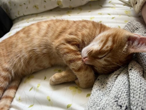 LUPITO - Domestic Short Hair available for adoption