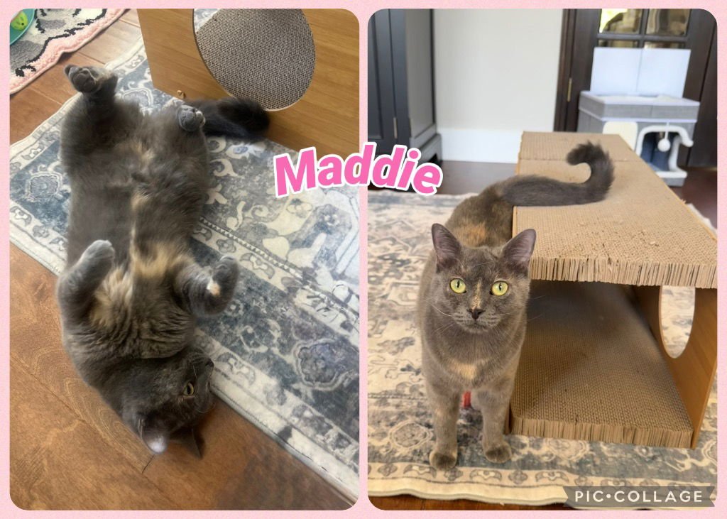 MADDIE - Domestic Short Hair available for adoption