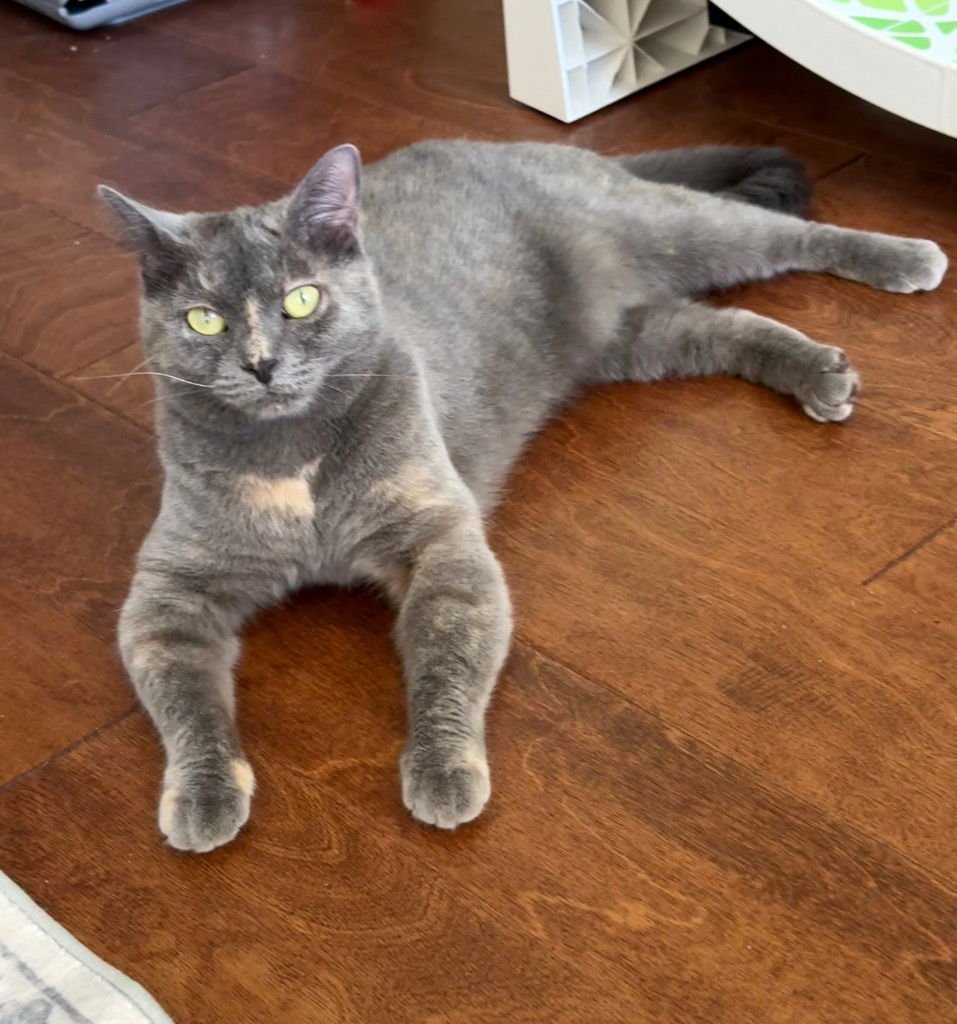 MADDIE - Domestic Short Hair available for adoption