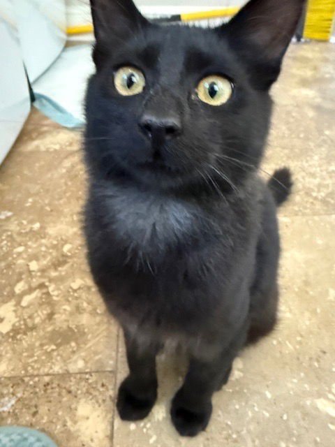 ANGUS - Domestic Medium Hair available for adoption