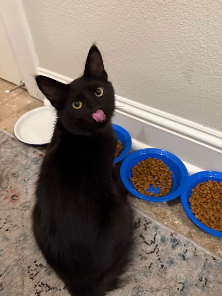 ANGUS - Domestic Medium Hair available for adoption