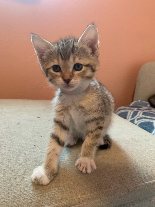 PLUTO - Tabby available for adoption