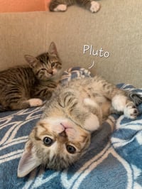 Pluto - Photo 3