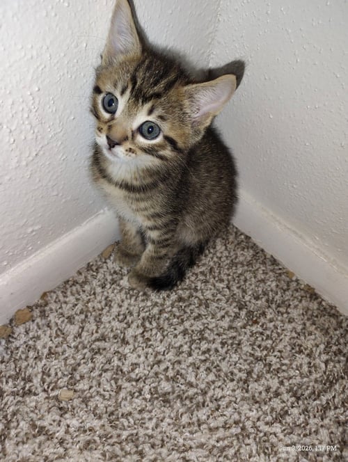 RADIOHEAD - Tabby available for adoption
