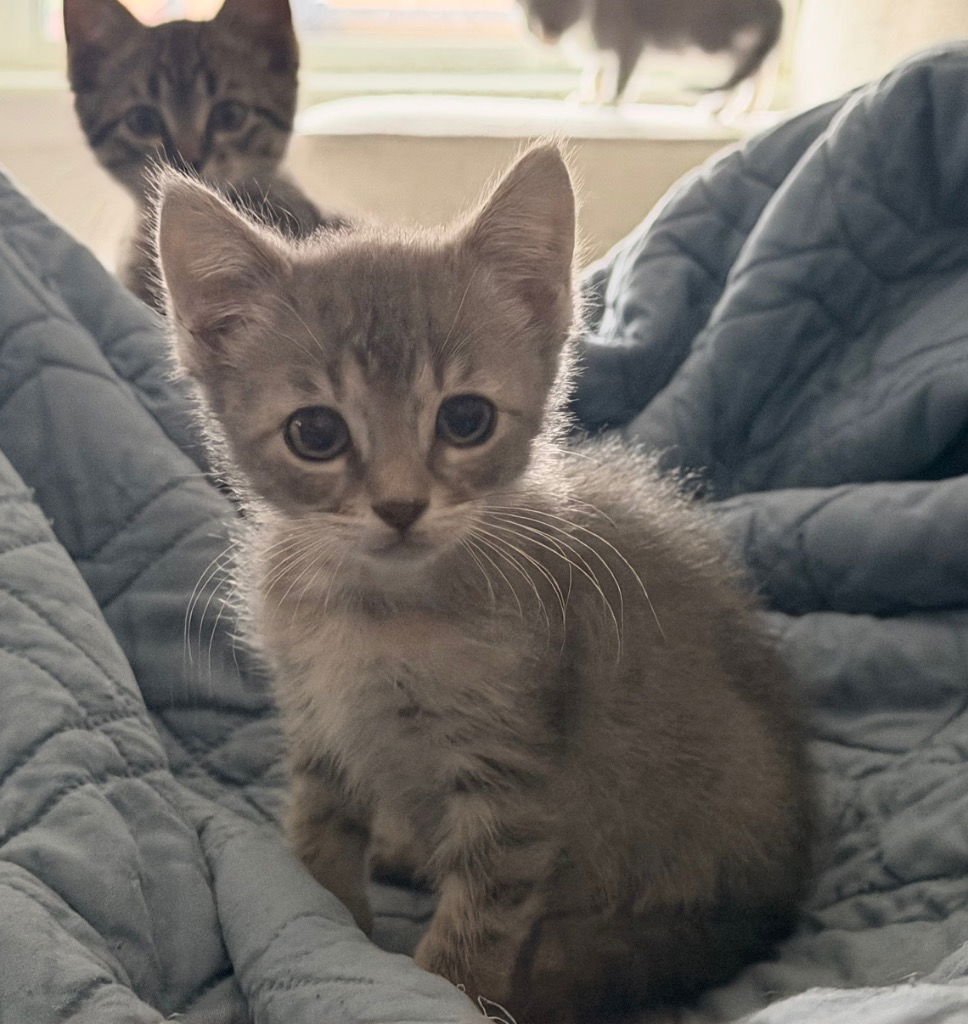 RIVER - Tabby available for adoption