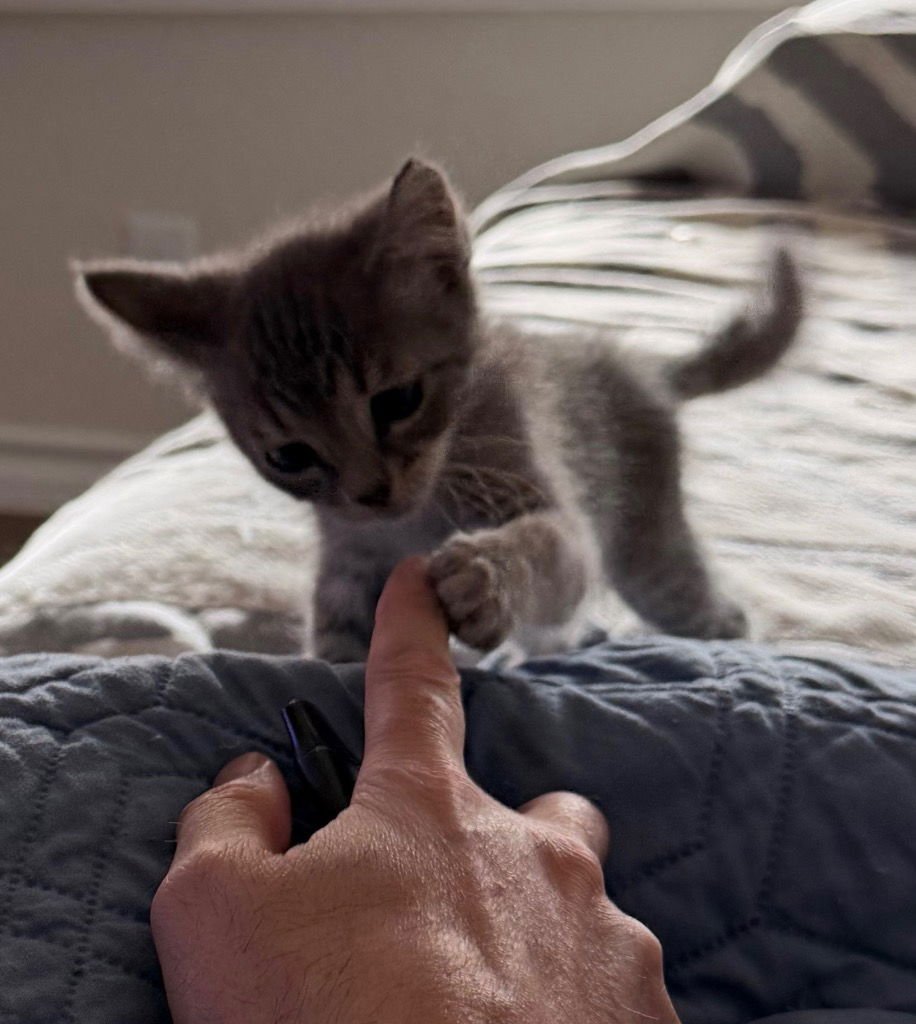 RIVER - Tabby available for adoption