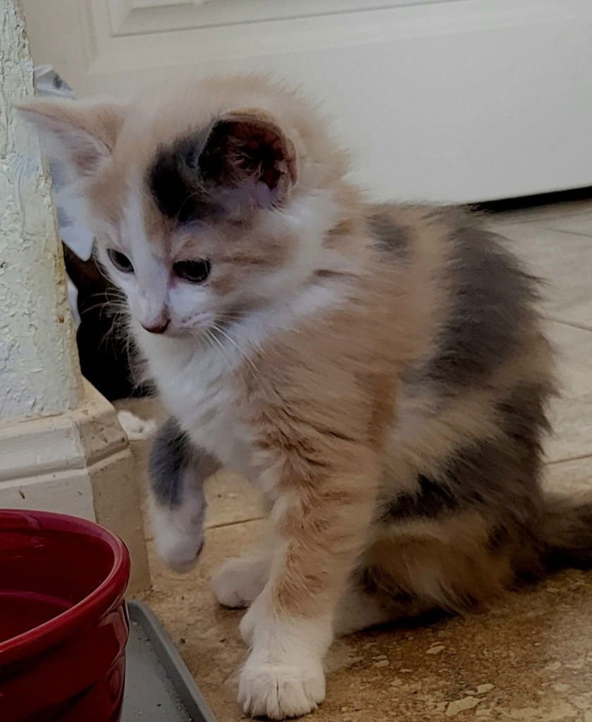 FLEUR - Tabby available for adoption