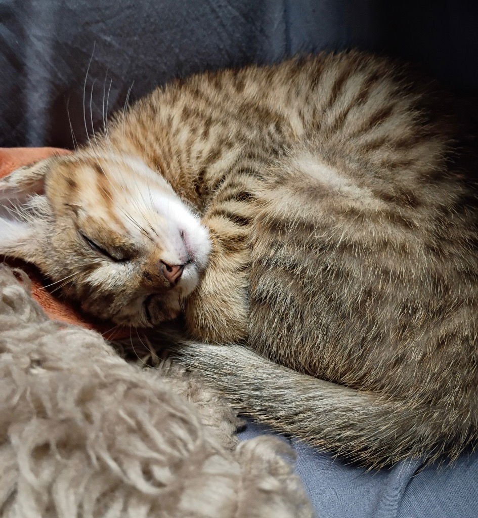 BENNY BUCKETS - Tabby available for adoption