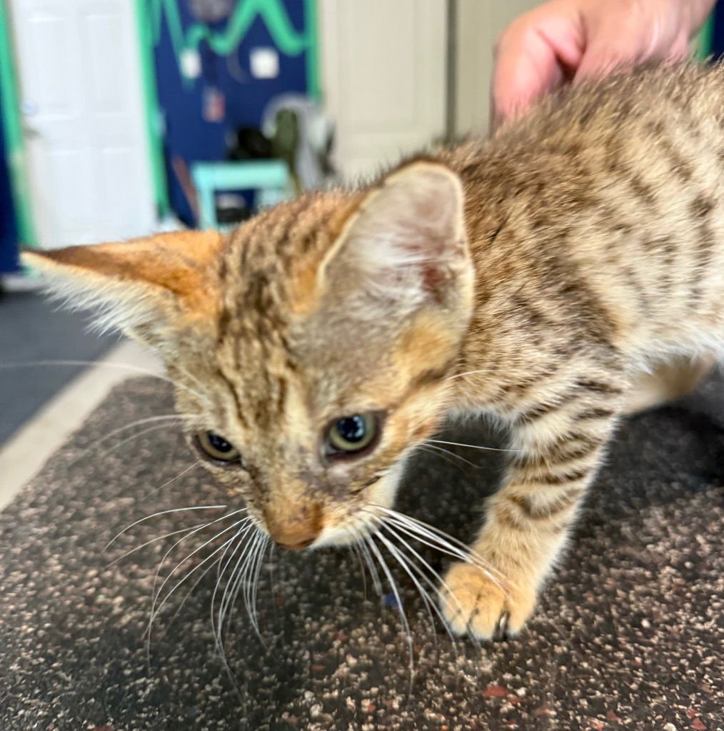 Benny Buckets - Photo 3