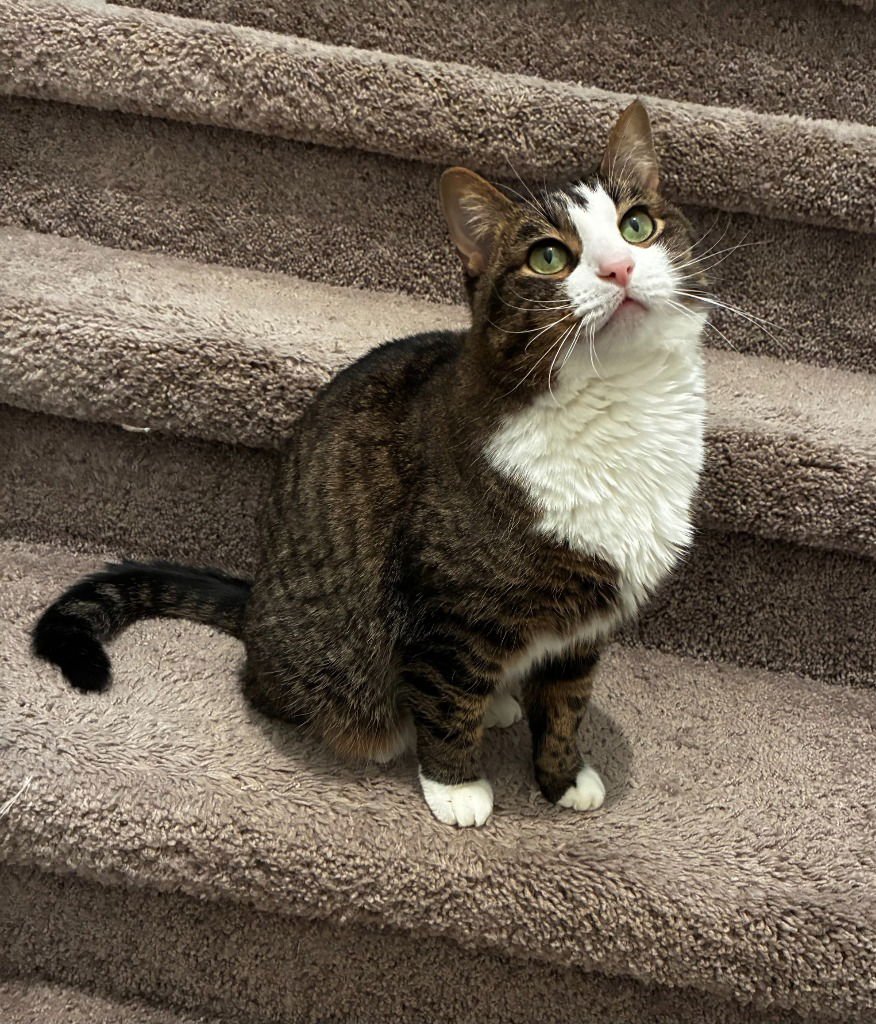 MARS (CL) - Tabby available for adoption