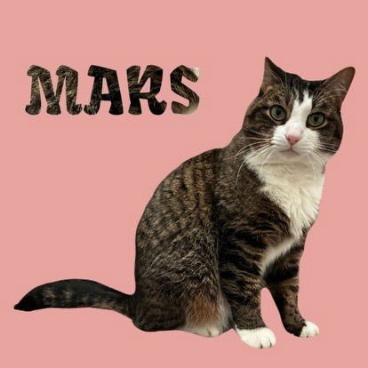 MARS (CL) - Tabby available for adoption