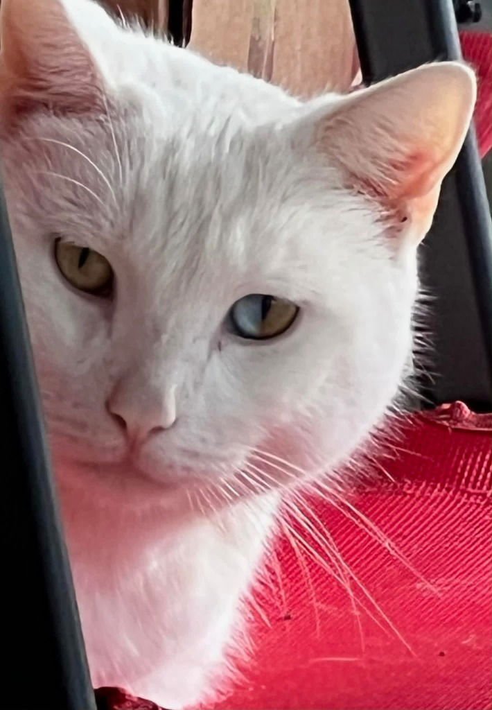 JON SNOW - Turkish Angora / Domestic Short Hair available for adoption