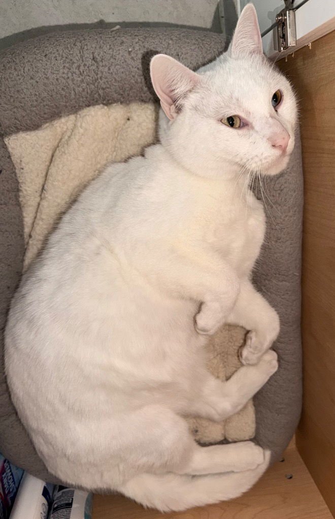 JON SNOW - Turkish Angora / Domestic Short Hair available for adoption