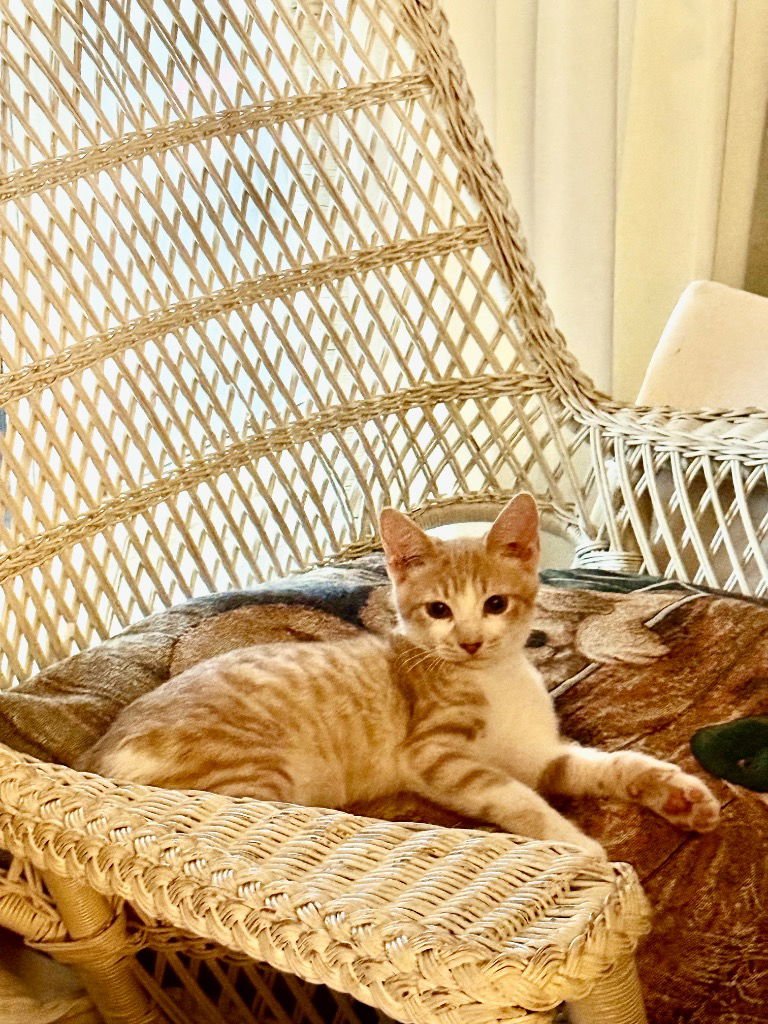 PISTOL - Domestic Medium Hair available for adoption