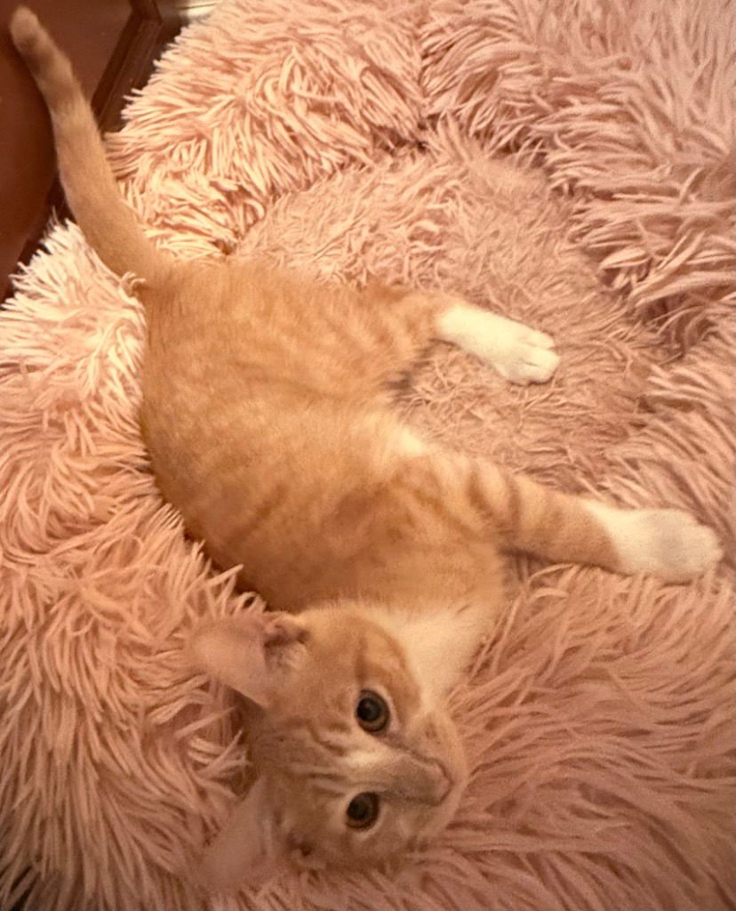 PISTOL - Domestic Medium Hair available for adoption