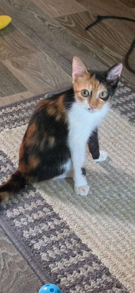 BEETLEJUICE - Calico available for adoption