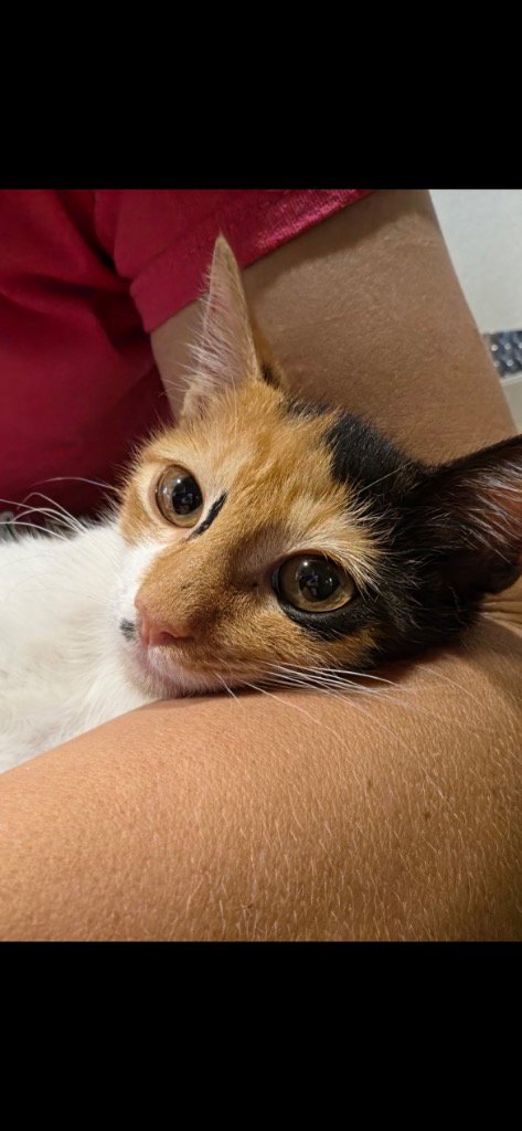 BEETLEJUICE - Calico available for adoption