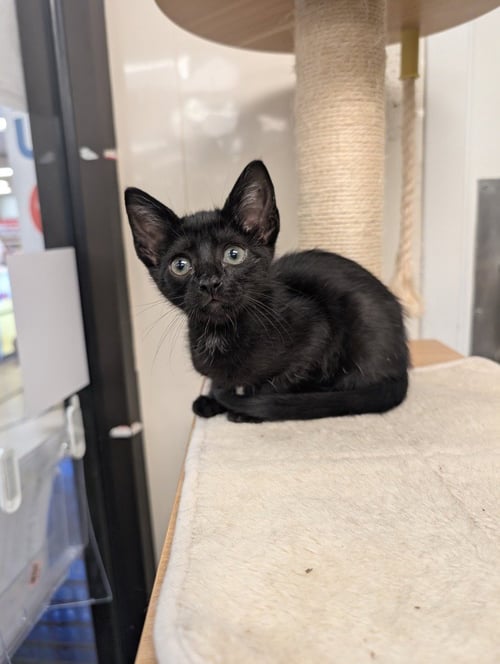 STOLI - Domestic Short Hair available for adoption