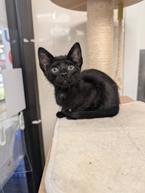 STOLI - Domestic Short Hair available for adoption