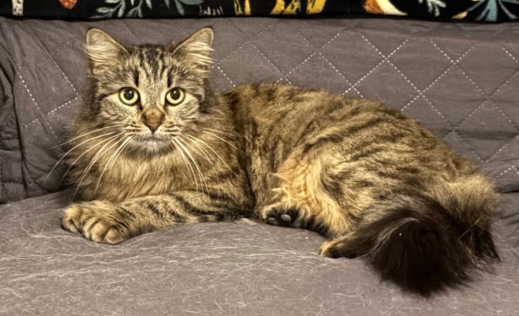 MRS. FUZZY - Domestic Long Hair available for adoption