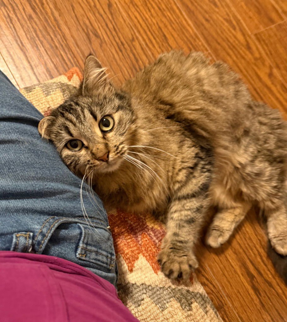 MRS. FUZZY - Domestic Long Hair available for adoption