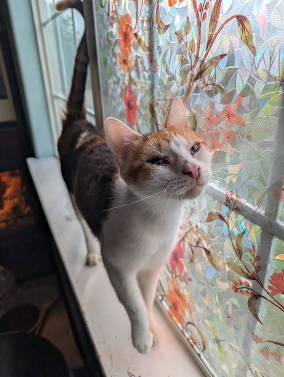 Purrsnickitty Image