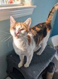 Purrsnickitty - Photo 2