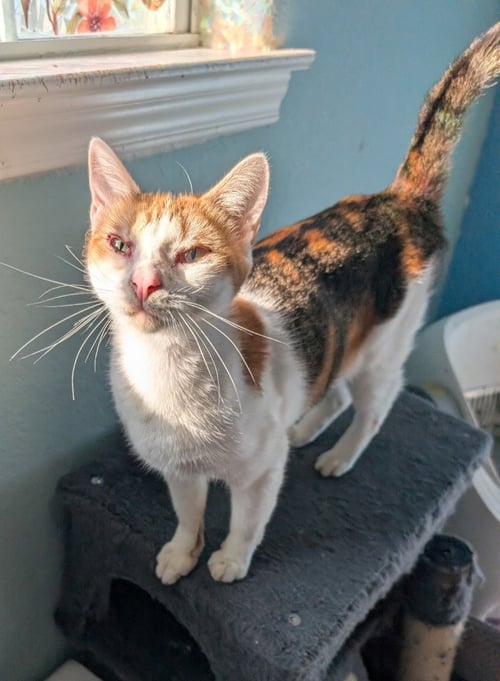 PURRSNICKITTY - Domestic Short Hair available for adoption
