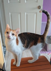 Purrsnickitty - Photo 4