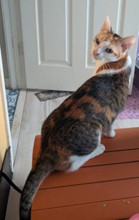 Purrsnickitty - Photo 3