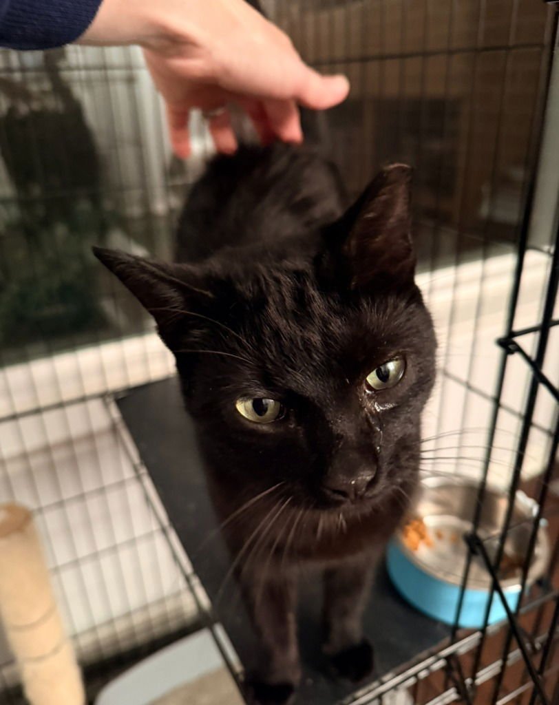 ROCKY - Tabby available for adoption