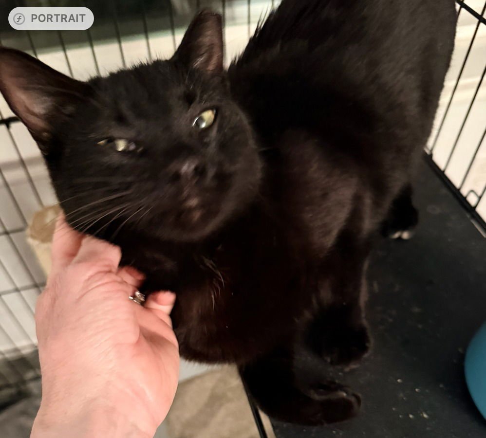 ROCKY - Tabby available for adoption