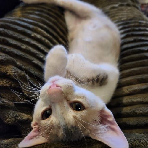 PEACH BLOSSOM - Domestic Short Hair available for adoption