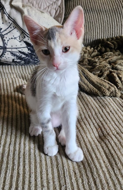 PEACH BLOSSOM - Domestic Short Hair available for adoption