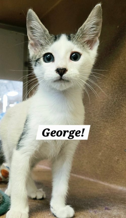 GEORGE - Domestic Short Hair available for adoption