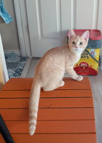 Aperol - Photo 3