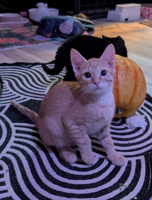 APEROL - Domestic Short Hair available for adoption
