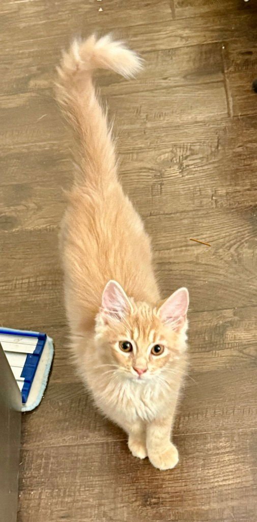 LEO - Domestic Long Hair available for adoption