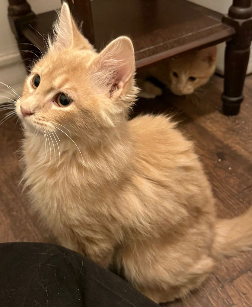 LEO - Domestic Long Hair available for adoption