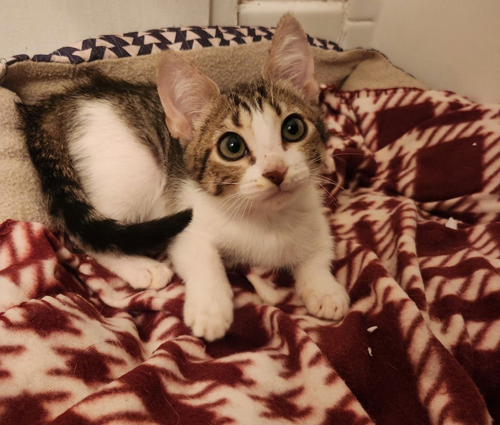 SUGAR PLUM - Tabby available for adoption