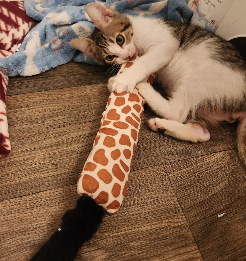 SUGAR PLUM - Tabby available for adoption