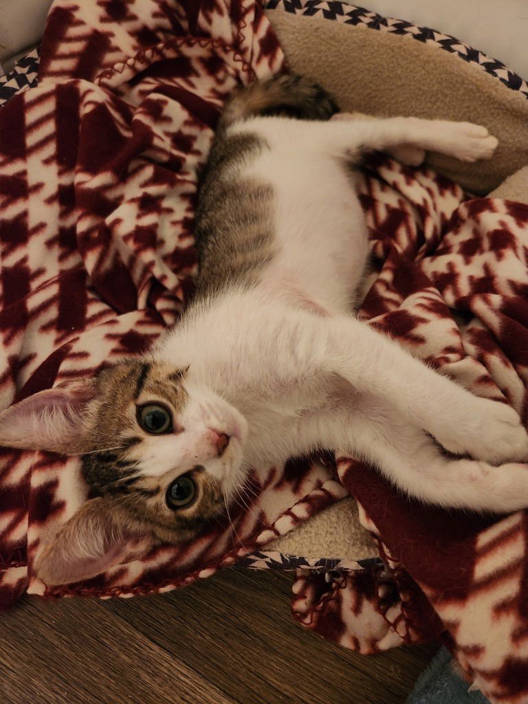 Sugar Plum - Photo 3