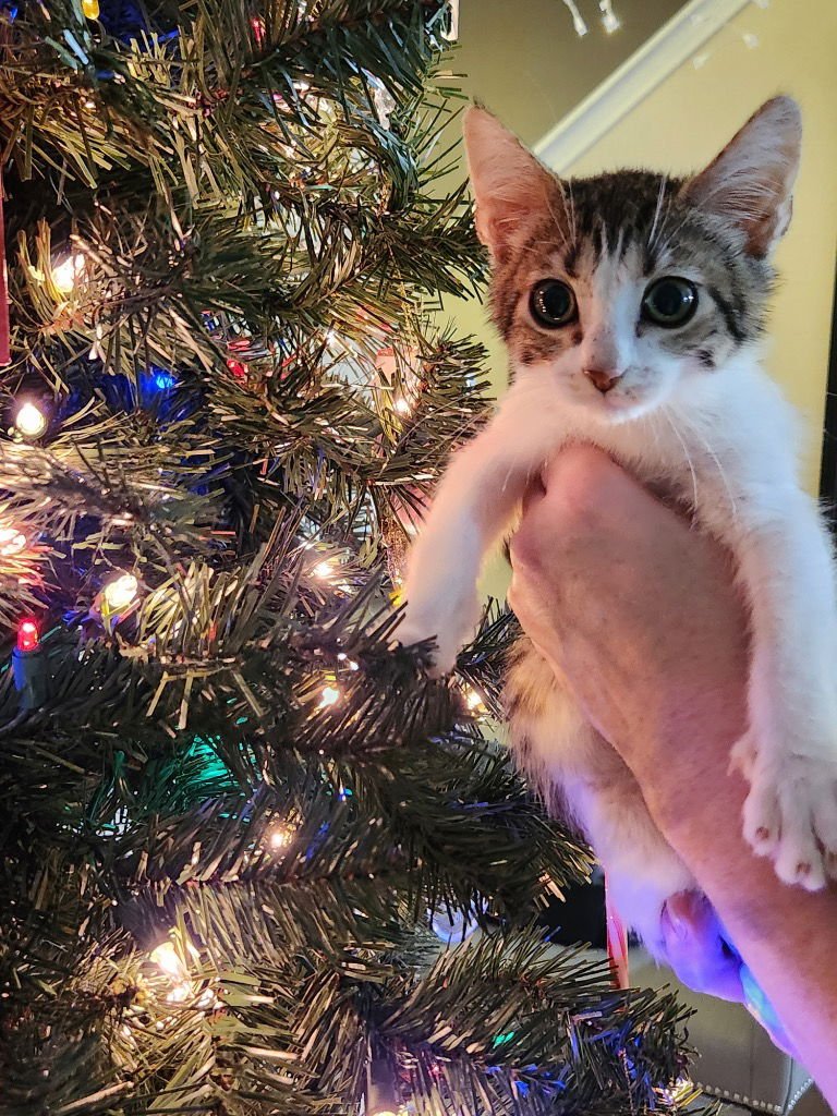 Sugar Plum - Photo 4