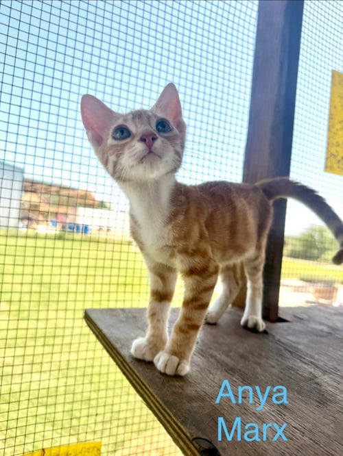 ANYA MARX - Tabby available for adoption