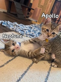 Neptune - Photo 2