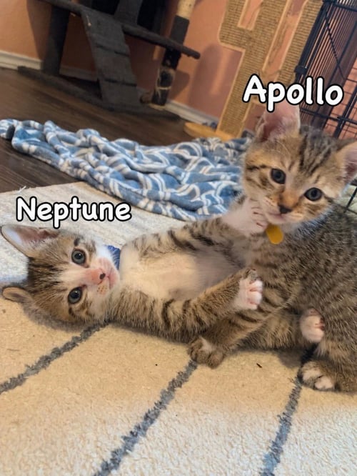 NEPTUNE - Tabby available for adoption